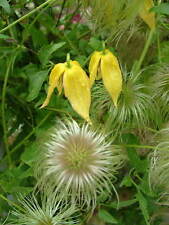 Clematis tangutica hardy for sale  GLOUCESTER