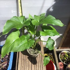 arum lilies for sale arum lilies for sale GRAVESEND