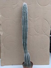 Pilosocereus palmeri kakteen gebraucht kaufen  Stuttgart