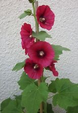 Graines fleurs rose d'occasion  Clermont-Ferrand-