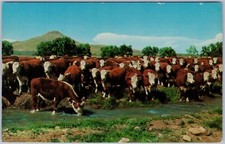 Whiteface hereford cattle for sale  Norfolk
