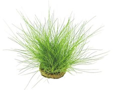 Nadelsimse eleocharis acicular gebraucht kaufen  Deutschland