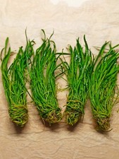 Neuseelandgras bunde lilaeopsi gebraucht kaufen  Wuppertal