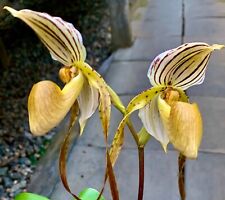 Paphiopedilum species black gebraucht kaufen  Augsburg