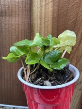 Seedlings robusta wild for sale  Napa