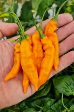 Aji mango pepper for sale  Julian