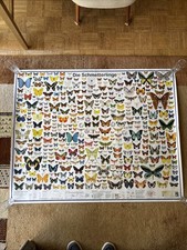 Leinwandbild schmetterlinge pl gebraucht kaufen  Wallenhorst