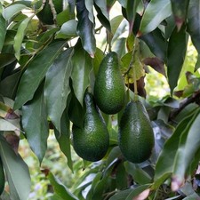 Persea americana ettinger d'occasion  Pouzauges