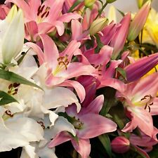 Oriental lily mixed for sale  BARRY