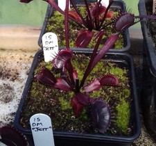 Rare dionaea muscipula d'occasion  Saint-Sébastien-sur-Loire