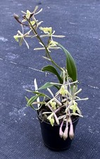 Florida native epidendrum for sale  Melbourne