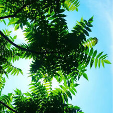 Staghorn sumac rhus for sale  MANCHESTER