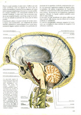 Cabinet curiosité anatomie d'occasion  France