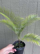 Lytocaryum weddellianum palma 1gal comprar usado  Enviando para Brazil