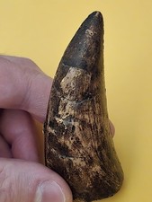 Large dinosaur tooth for sale  Reseda