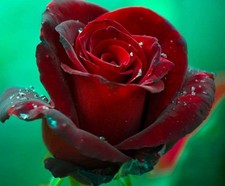 Rosa barkarole tantau usato Rosa barkarole tantau usato  Napoli