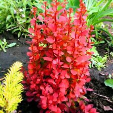 Orange rocket barberry for sale  Pelzer