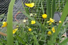 Plants ranunculus linga d'occasion  Andrézieux-Bouthéon