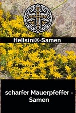 Mauerpfeffer scharfer sedum gebraucht kaufen  Schwabach