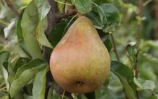 Doyenne comice pear for sale  Spring City