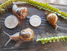 Live helix aspersa for sale  Santa Barbara
