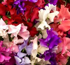 30x sweet pea for sale  DEWSBURY