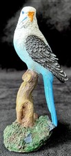 Blue budgerigar 6.2 for sale  DISS