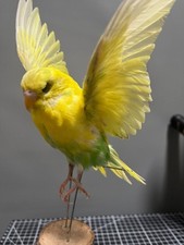 Taxidermy budgerigar real for sale  PORTHCAWL