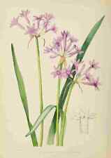 Photo lansdell 1921 for sale  UK