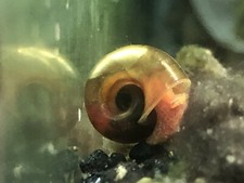 Escargots aquarium bassin d'occasion  Bourges
