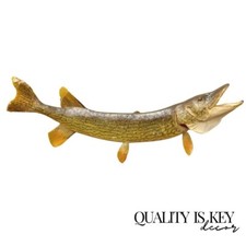 Vintage northern pike for sale  Cheltenham