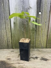 2yr old potted for sale  Perry