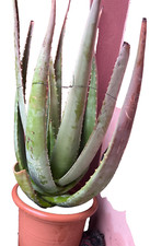 Pianta aloe vera usato  Trecate