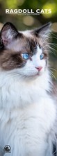 Ragdoll cats slim for sale  SOUTHALL