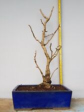 Ginkgo biloba bonsai for sale  PLYMOUTH