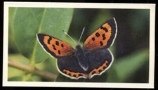 Tobacco card doncella for sale  ASHFORD