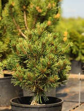 Pinus flexilis comanche for sale  Silverton