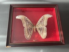 Attacus atlas papillon d'occasion  Aix-les-Bains