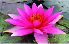 Nymphaea lucida premium for sale  SKEGNESS