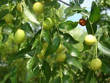 Ziziphus jujuba chinese for sale  ST. ASAPH
