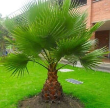 Fan palm tree for sale  ROCHESTER