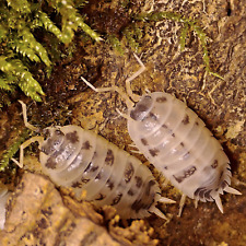 Porcellio laevis dairy d'occasion  Noyant