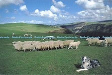 D286160 welsh blue for sale  WARLINGHAM