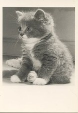 Postcard editions admira d'occasion Postcard editions admira d'occasion  Toulon-