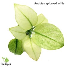 Anubias species live for sale  HOUNSLOW