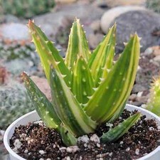 Aloe nobilis gold for sale  Fresno