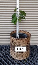 One seedling bumpo for sale  Kingsburg