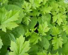 Herb plants garden for sale  WORKSOP