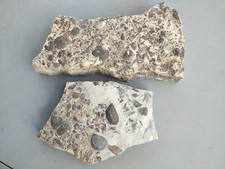 fossilien versteinerungen gebraucht kaufen  Öhringen
