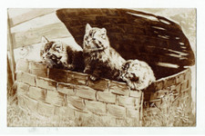Kittens basket real for sale  SCARBOROUGH